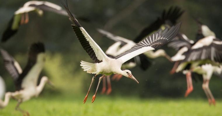 Rekordjahr für den Weissstorch