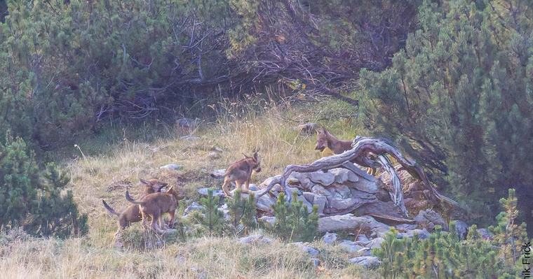 Regierung veranlasst Evaluation und Revision des Konzepts Wolf Liechtenstei